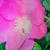 rosa mosqueta